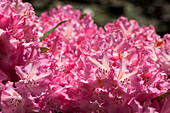 Rhododendron yakushimanum 'Pink Cherub'