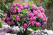Rhododendron Hybride 'Plüsch'