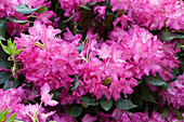 Rhododendron Hybride 'Plüsch'