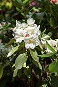 Rhododendron Hybride 'Porzellan'
