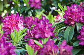 Rhododendron Hybride 'Purple Lace'