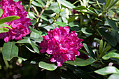Rhododendron hybrid 'Quendel