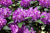 Rhododendron Hybride 'Querele'
