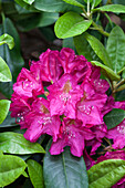 Rhododendron hybrid 'Quito