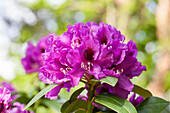 Rhododendron Rasputin