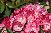 Rhododendron hybrid 'Rendezvous