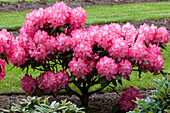 Rhododendron Hybride 'Romilda'®