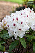 Rhododendron Hybrid 'Snow Bouquet