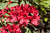 Rhododendron hybrid 'Taragona