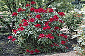 Rhododendron Hybride 'Taragona'