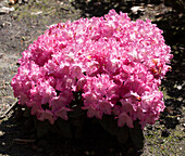 Rhododendron yakushimanum 'Tatjana'