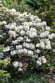 Rhododendron Hybride 'Trompenburg'