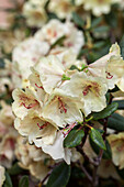 Rhododendron hybrid 'Viscy