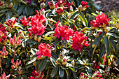 Rhododendron Hybride 'Wilgens Ruby'