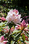 Rhododendron Hybride 'Wilhelm Schacht'