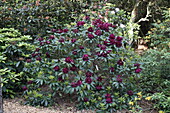 Rhododendron Hybride Frank Gaslworthy