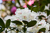 Rhododendron 'Hachmann's Picobello'®