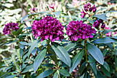 Rhododendron Hybride 'Midnight Beauty'