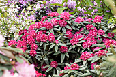Rhododendron insigne 'Ariane