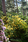 Rhododendron luteum