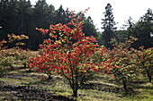 Rhododendron luteum