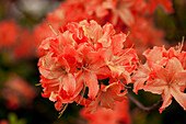 Rhododendron luteum 'Robert Koch'
