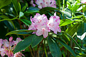 Rhododendron macrophyllum