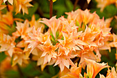 Rhododendron yakushimanum 'Freya'
