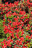 Rhododendron obtusum 'Fridoline'