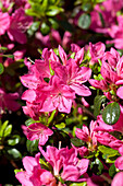 Rhododendron obtusum 'Kermesina'