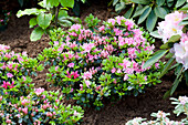 Rhododendron obtusum 'Kermesina Rose' ®