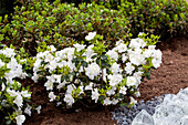 Rhododendron obtusum 'Snow pearl'®