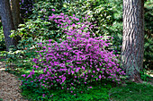 Rhododendron 'Praecox