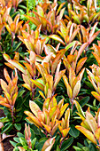 Rhododendron 'Red Corsair