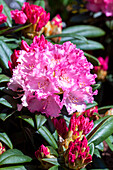 Rhododendron yakushimanum 'Arabella'
