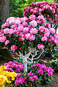 Rhododendron yakushimanum 'Arabella'