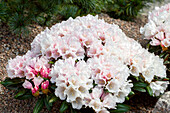 Rhododendron yakushimanum 'Edelweiss