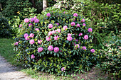 Rhododendron yakushimanum 'Palle Christensen'