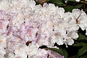 Rhododendron yakushimanum 'Snowcrown'