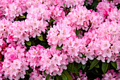 Rhododendron yakushimanum 'Tina Heinje'