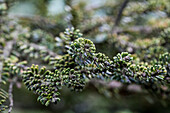 Abies koreana Brevifolia