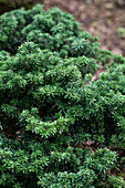 Abies koreana 'Cis