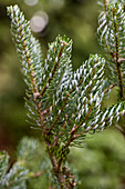 Abies koreana 'Silberlocke'