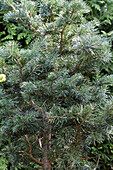 Abies lasiocarpa 'Green Globe