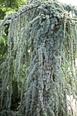 Cedrus atlantica 'Glauca Pendula'