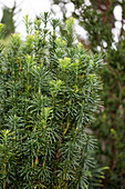 Cephalotaxus harringtonia 'Fastigiata'