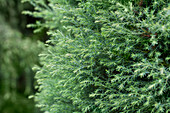 Chamaecyparis pisifera 'Plumosa Compressa'