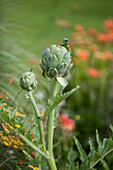 Cynara cardunculus