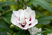 Hibiscus syriacus 'Speciosus'