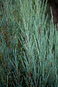 Juniperus virginiana Blue Arrow